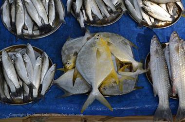 Fish Market Auction, Cochin_DSC6045_H600